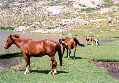 korsika